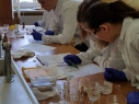 13biochemikuj28-04-2019
